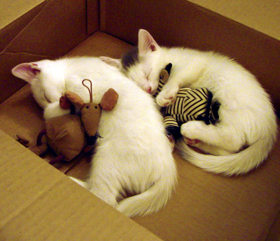 冬奥唯一队伍用奶酪做能量补给：瑞士，瑞士奶酪原则