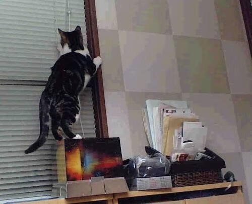 史上最“炸裂”盖帽：谁的封堵最令人震撼？，盖帽最厉害的人