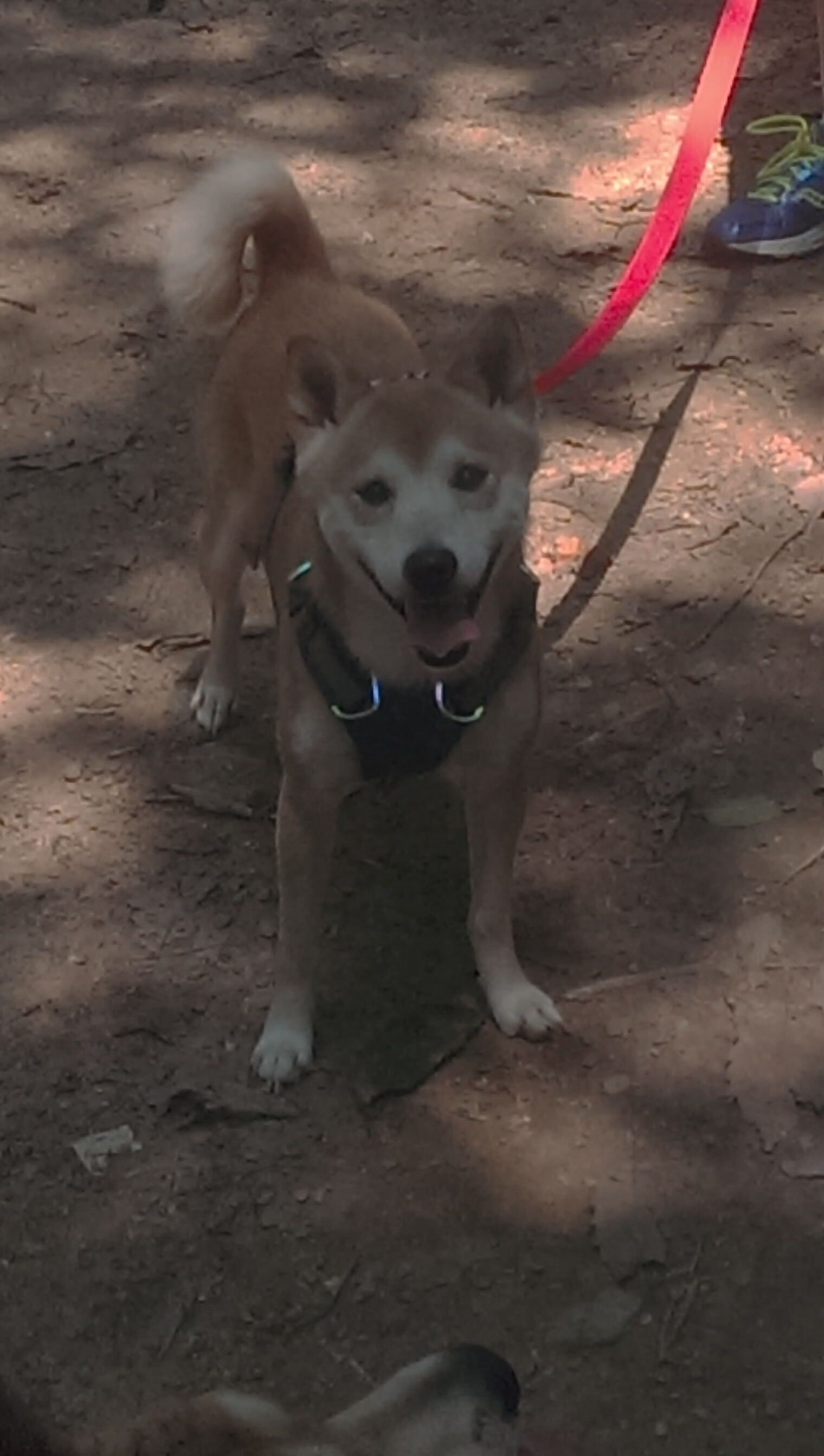 女足青训体系优化培养全面型球员，女足青训中心最新消息