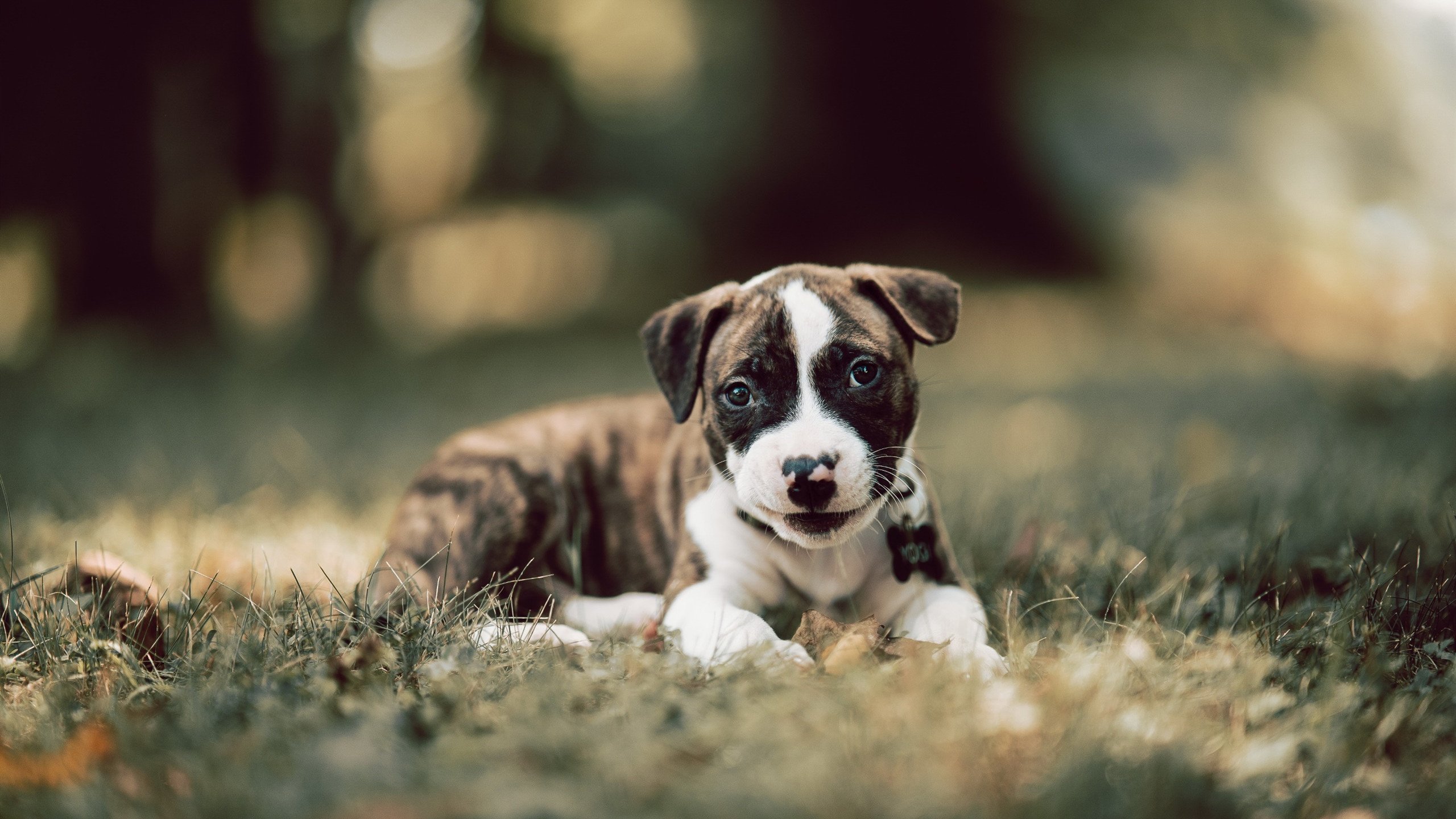 世界射击锦标赛落幕，中国军团获八金，世界射击冠军