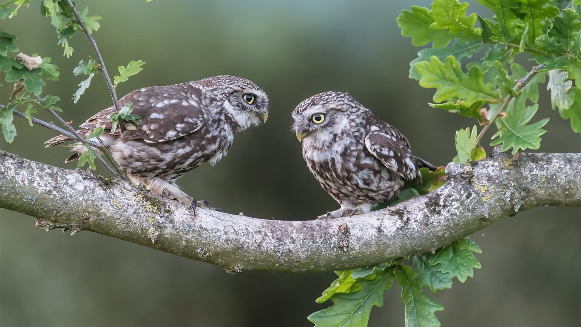 全民健身嘉年华：全民参与的健康狂欢，全民健身展示
